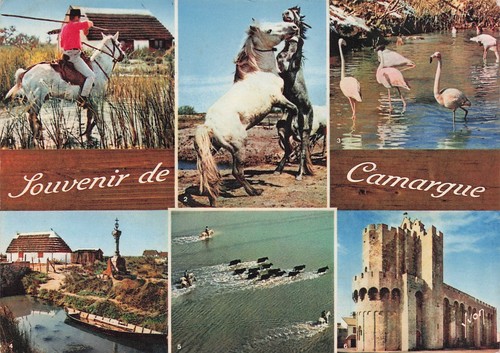 Camargue gardian cheval - 13,