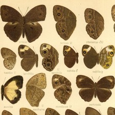 Adalbert Seitz Papillons Mycalesis Décoration - Lithographie Entomologie