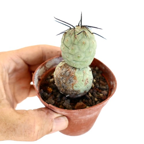 Tephrocactus geometricus black - tephrocactus,