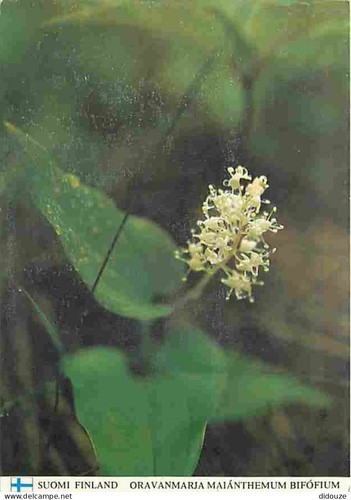 Carte postale finlande - postale,