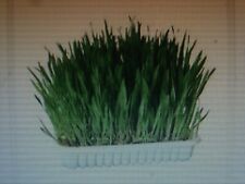 3000 Graines Herbe à chat Tendre à Semer ( idéal pour les chatons)