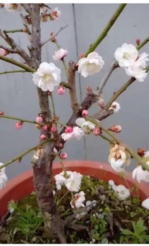 Prunus mume native non - mume, ,