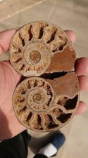Ammonites polies maroc (AMP1) 196 grammes 88mmx73mm