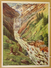 Affiche scolaire Rossignol  Le