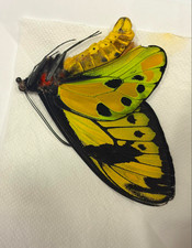 Ornithoptera Tithonus