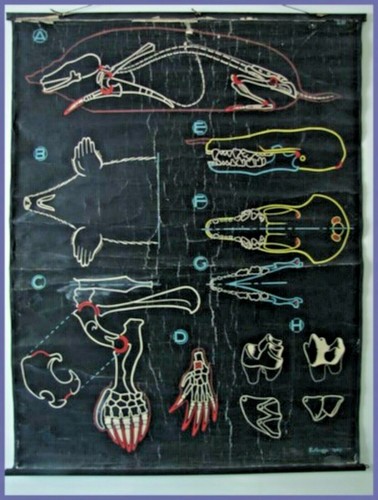Affiche scolaire planche - scolaire,