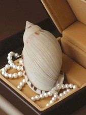 Petit coquillage ancien