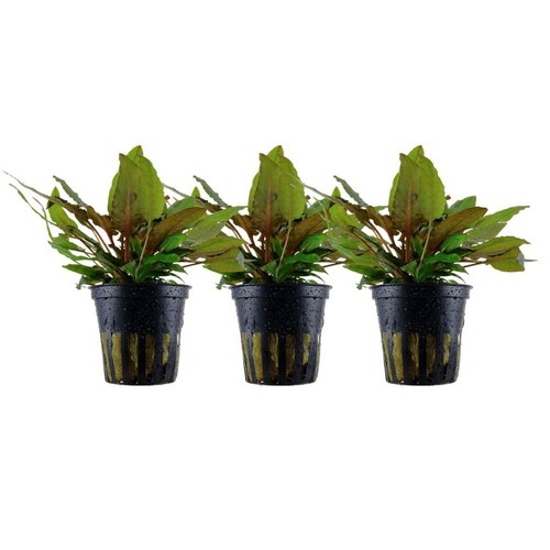 Aquarium plante pièce - 3,