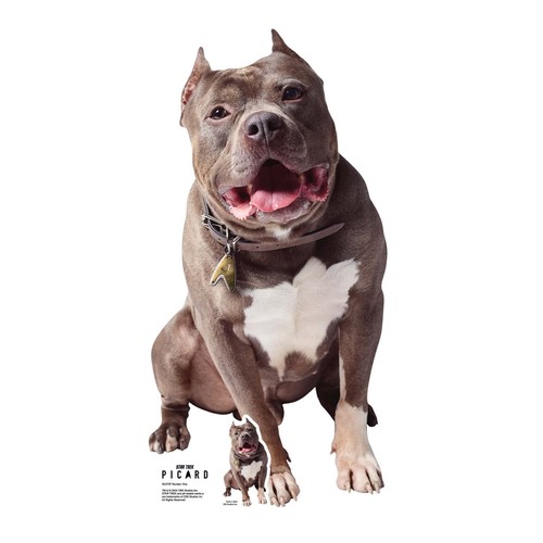Number the pitbull chien - number,