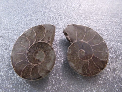 Pair madagascar ammonite - pair, of