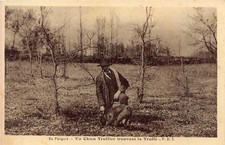 EN PERIGORD Un chien Truffier