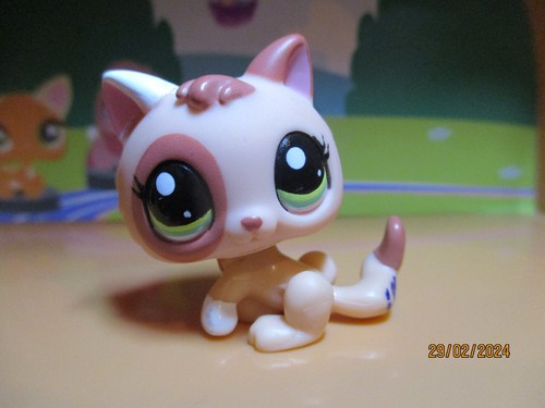 Petshop chaton 1818 - chaton, #1818