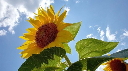 Graines de tournesol - graines,