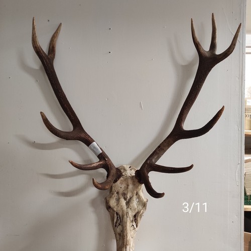 Massacre bois cerf - massacre,