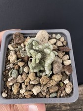 RARE!!! Cactus Caudex