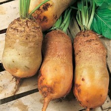 Lit manquant - Fourrage Betterave Jaune d'Eckendorf - Racine manquante - 50+ ...