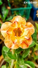Adenium obesum greffer 8649 - obesum,