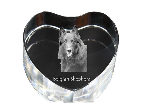 Chiens berger belge cœur - de,