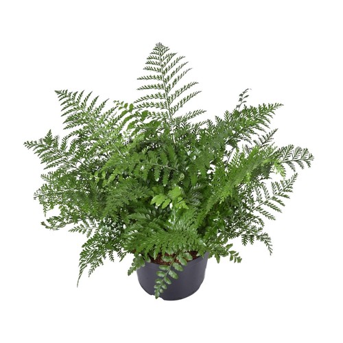 Asplenium parvati plante - asplenium,