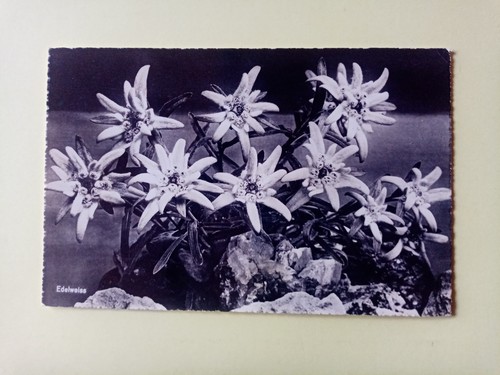 Carte postale suisse - carte,
