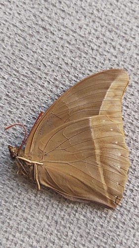 Insecte entomology lepidoptere - insecte,