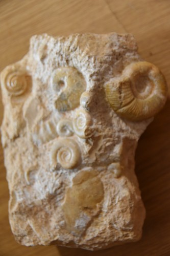 Ammonites sur bloc du - bloc,