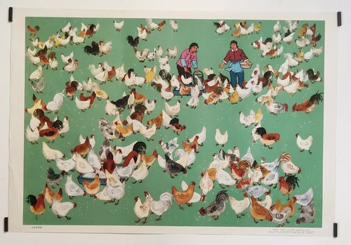 Les poules 1974 - , affiche