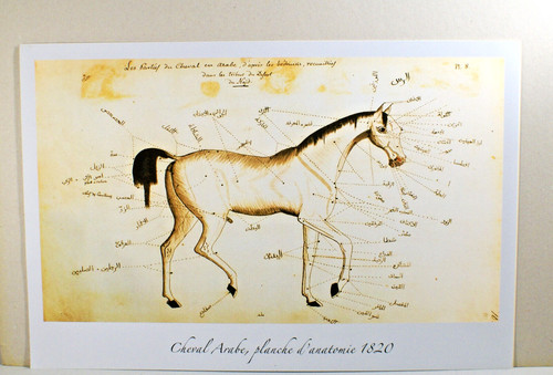 Cheval arabe reproduction - arabe,,