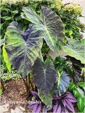 Colocasia Anubis ° Oreille