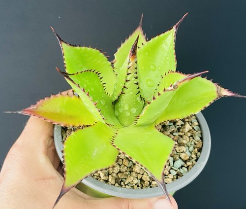Very rare glow hybrid - hybrid, agave