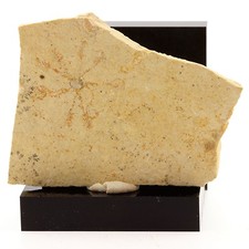 Comatula pectinata (fossile). 153.1 ct. Solnhofen, Allemagne. Ultra rare