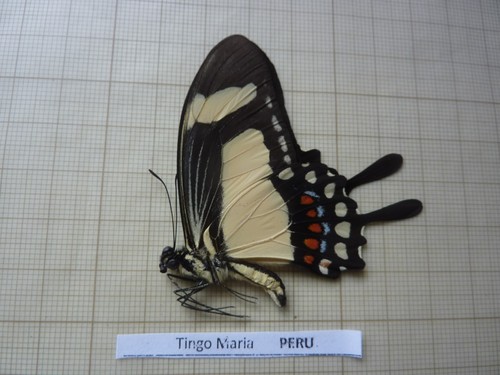 Entomologie papillon en - entomologie-,