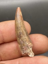 1,69''/ 4,3 cm  Suchomimus