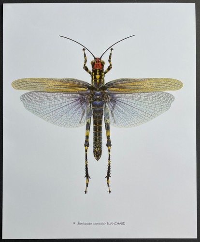 Entomologie zoniopoda - entomologie,