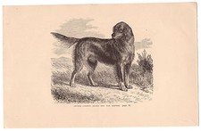 SETTER GORDON ( BLACK AND TAN