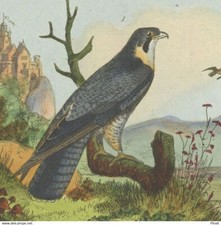 Ornithologie Oiseau Faucon