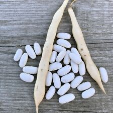 50 Graines HARICOT NAIN BLANC