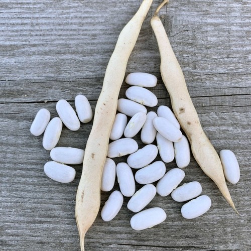 Graines haricot nain blanc - 50,