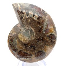 Céphalopode fossile Ammonite