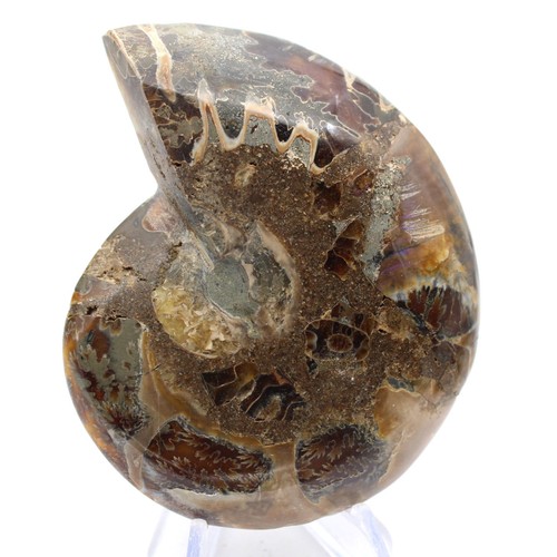Céphalopode fossile ammonite - céphalopode,