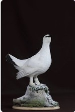 RARE Perfect Bird taxidermy 1980 Enterely Restored.