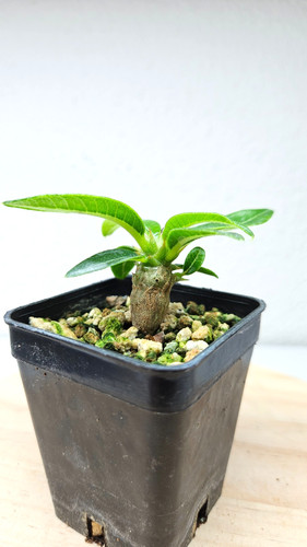 Pachypodium
