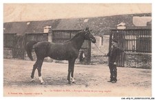 CAR-AFQP1-0005-61 - LE HARAS DU PIN - Portugal - Etalon de pur sang anglais