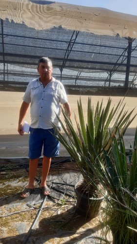 Promo yucca faxoniana c - promo,