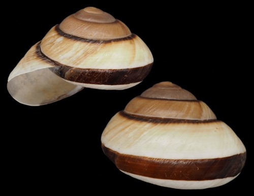 Coquillage collection - de,