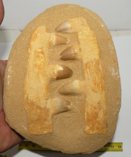 Mâchoire mosasaurus anceps - de,
