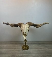 Cabinet de Curiosité , Crâne de Bélier sur son présentoir. Taxidermie. Rare
