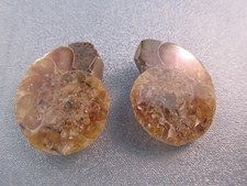 Pair of Madagascar Ammonite