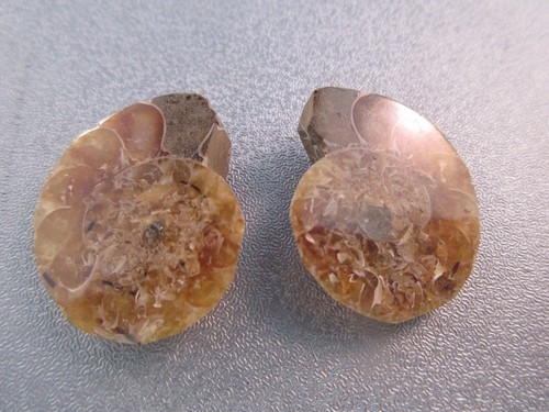 Pair madagascar ammonite - pair, of