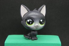 petshop chat européen 3 - 78